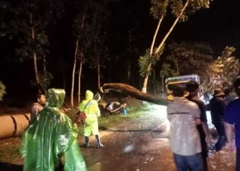 Pohon tumbang di Tuban.