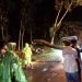Pohon tumbang di Tuban.
