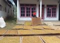Tembakau di Kabupaten Malang.