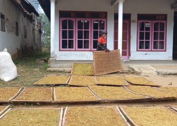 Tembakau di Kabupaten Malang.