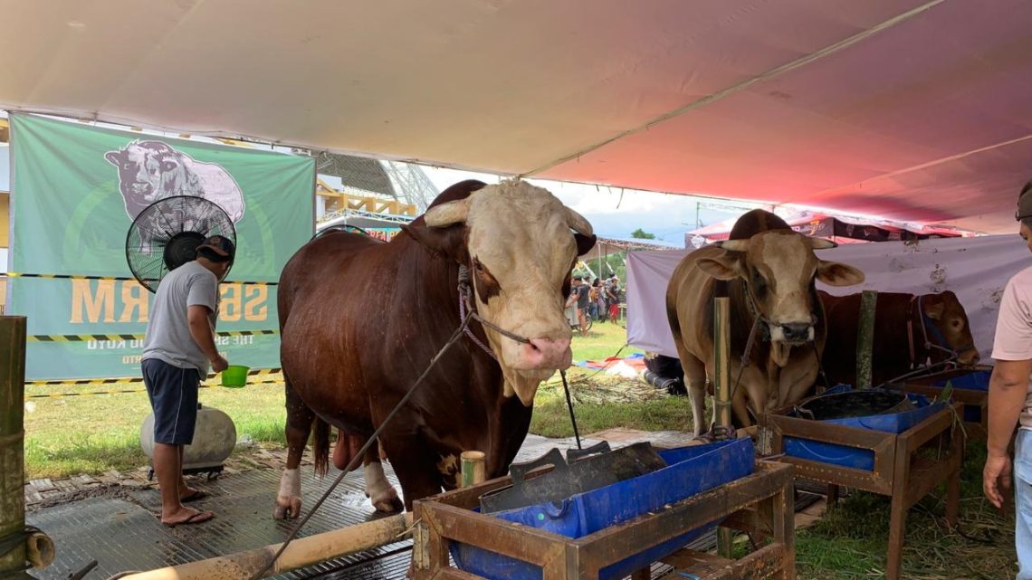 Festival Sapi