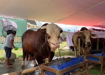 Festival Sapi