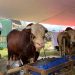 Dari Festival Sapi Hingga Bantuan Bibit dan Hewan Ternak Jadi Strategi Mentan Amran Tekan Impor Daging 8 Festival Sapi