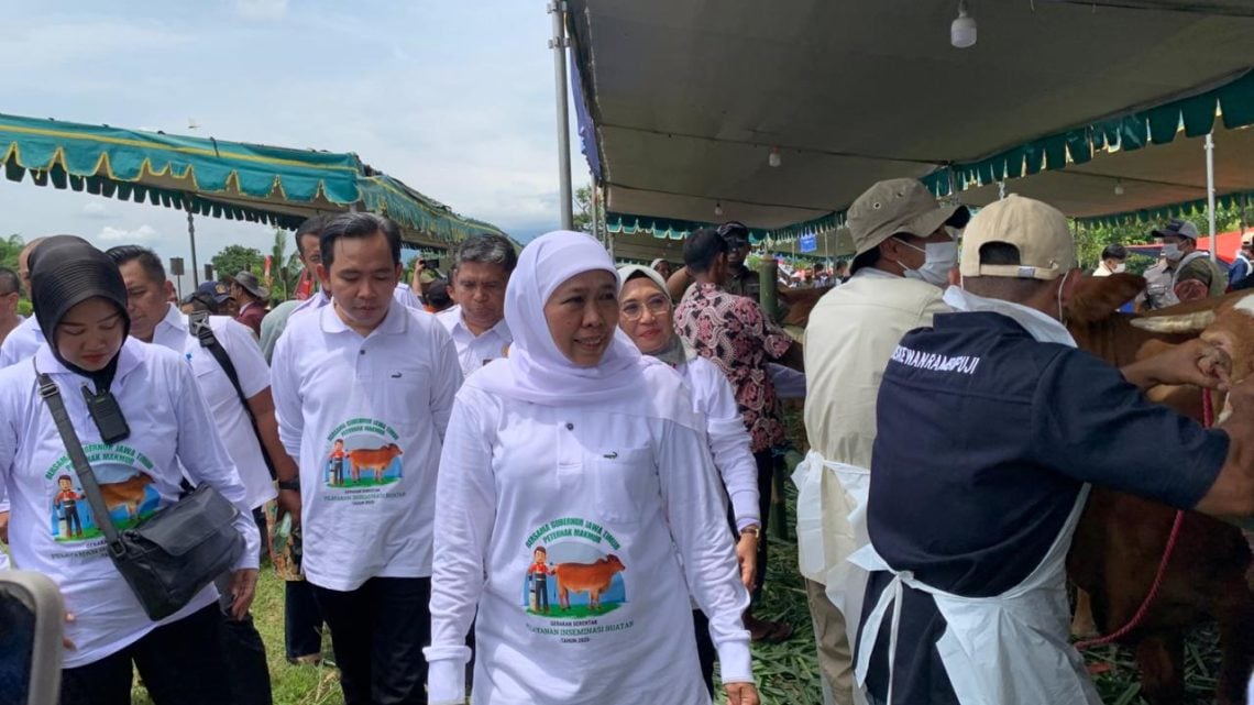 Jatim Tolak Impor Daging, Khofifah: Jangan Turunkan di Jawa Timur, Kami Sudah Surplus 5 Jatim Tolak Impor Daging