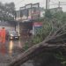 Hujan Angin Surabaya Sebabkan 18 Pohon Tumbang, Reklame Roboh dan Mobil Tertimpa Tiang Listrik 8 Hujan Angin Surabaya