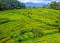 Pertanian Jember