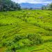 Pertanian Jember