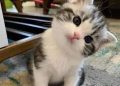 Nama kucing lucu.