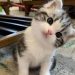 1.000 Nama Kucing Lucu Bikin Anda Tersenyum, Mudah Diingat! 14 Nama kucing lucu.