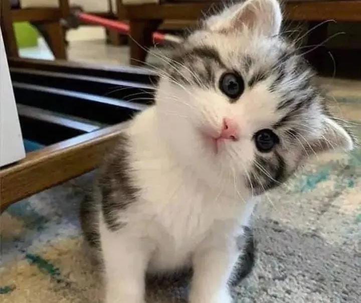 1.000 Nama Kucing Lucu Bikin Anda Tersenyum, Mudah Diingat! 1 Nama kucing lucu.