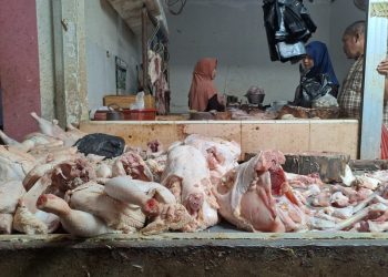 Harga daging ayam.