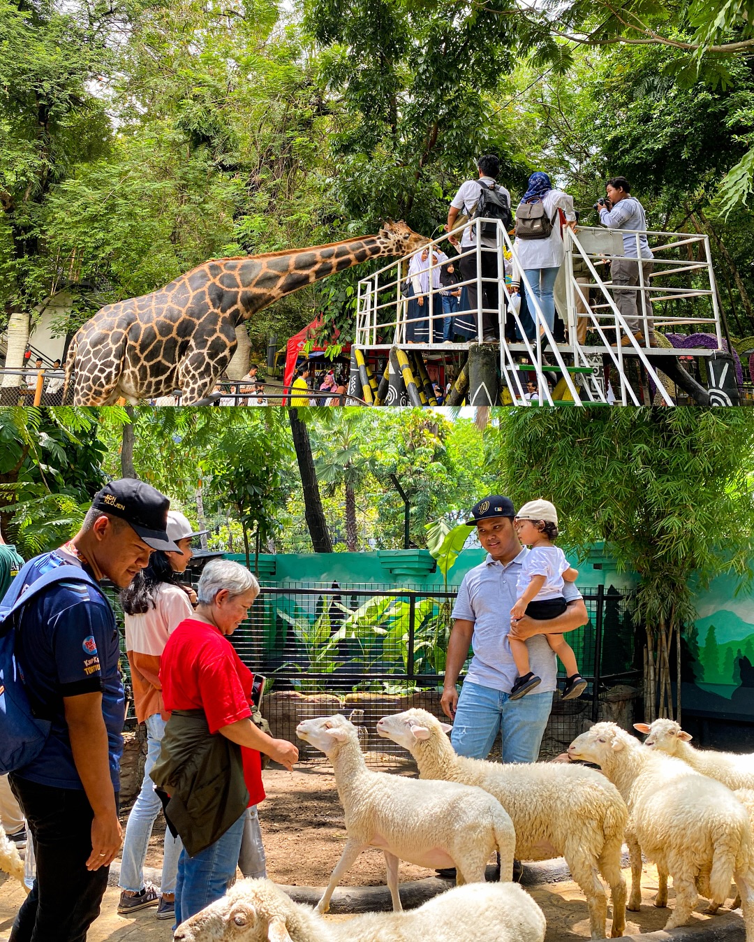 Liburan Akhir 2025, Kebun Binatang Surabaya Datangkan Niken Salindri hingga Seru Beri Makan Satwa 1 Kebun Binatang Surabaya.