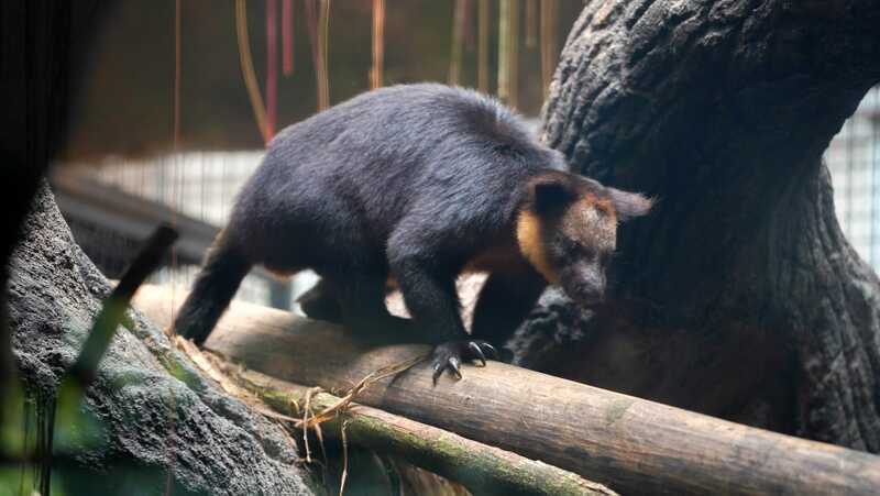 Gemasnya! Kanguru Pohon Nemena Jadi Kejutan Nataru buat Pengunjung Batu Secret Zoo 2 Kanguru Pohon Nemena di Batu Secret Zoo.