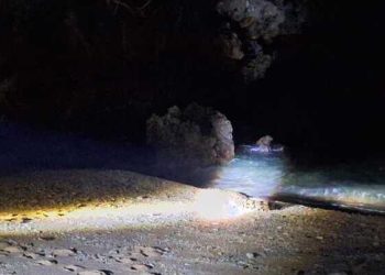 Buaya di Pantai Pasir Panjang.