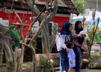 Jember Mini Zoo Pecahkan Rekor Pengunjung Tertinggi di Libur Natal 2025 dan Tahun Baru 2026 3 Jember Mini Zoo