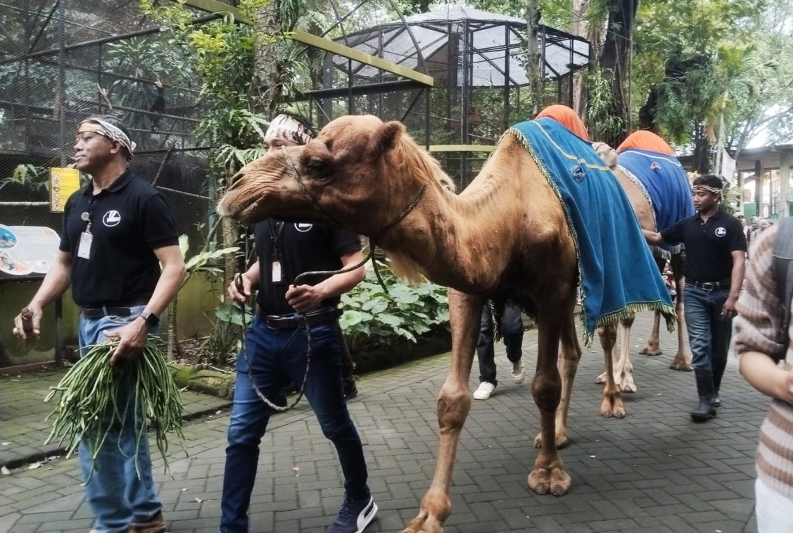Parade Satwa Kuda Poni Hingga Onta Meriahkan Libur Nataru di Kebun Binatang Surabaya 1 Kebun Binatang Surabaya