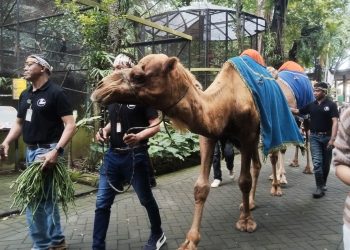 Parade Satwa Kuda Poni Hingga Onta Meriahkan Libur Nataru di Kebun Binatang Surabaya 5 Kebun Binatang Surabaya