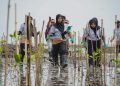 Langkah Awal Hijaukan Pesisir Lewat 1.000 Mangrove di Jawa Timur
