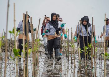 Langkah Awal Hijaukan Pesisir Lewat 1.000 Mangrove di Jawa Timur 10 Langkah Awal Hijaukan Pesisir Lewat 1.000 Mangrove di Jawa Timur