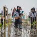 Langkah Awal Hijaukan Pesisir Lewat 1.000 Mangrove di Jawa Timur 8 Langkah Awal Hijaukan Pesisir Lewat 1.000 Mangrove di Jawa Timur