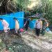 Pohon Beringin di Malang Tumbang