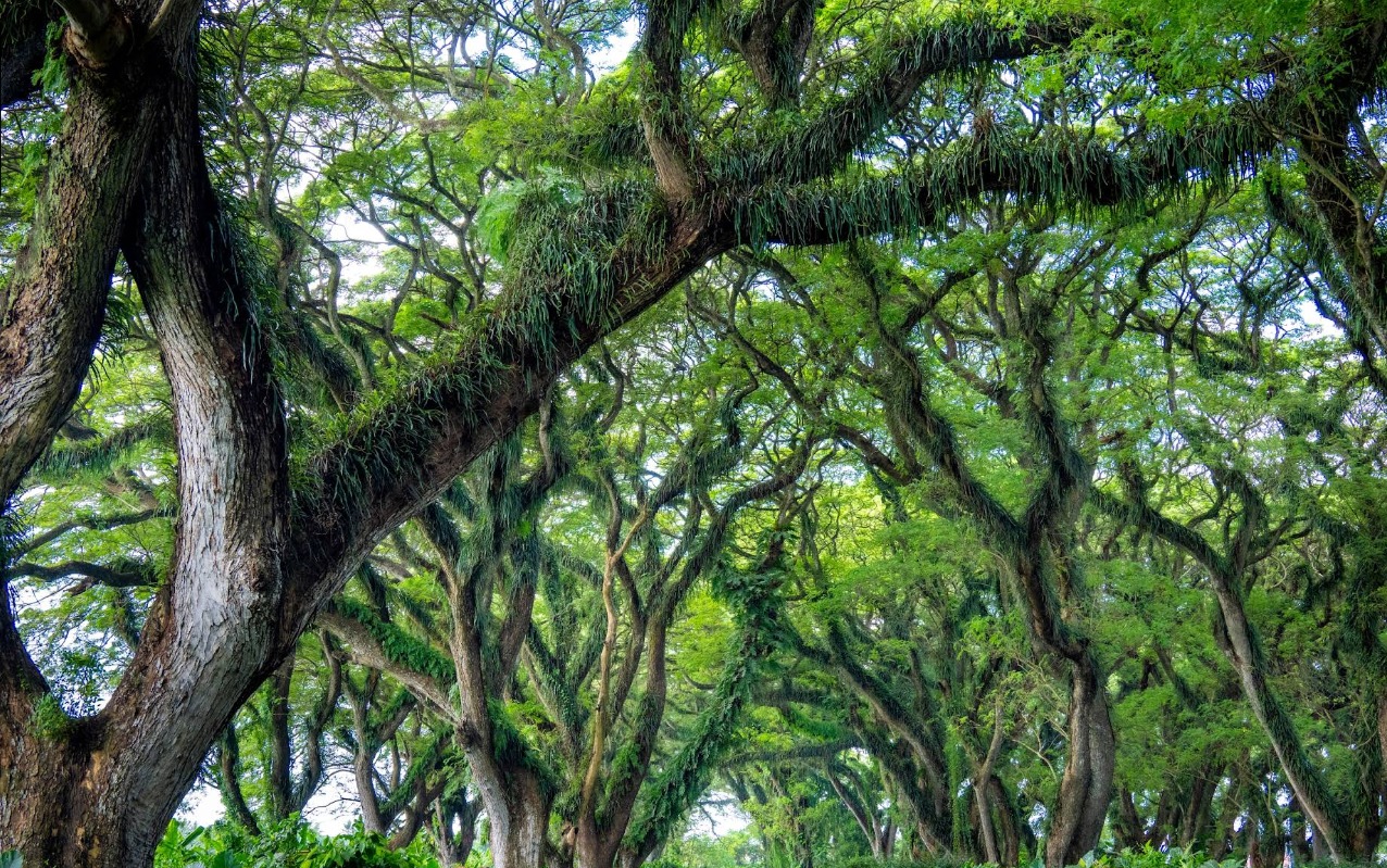 Destinasi wisata di Banyuwangi