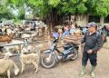 Hewan ternak di Mojokerto