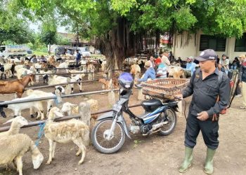Hewan ternak di Mojokerto