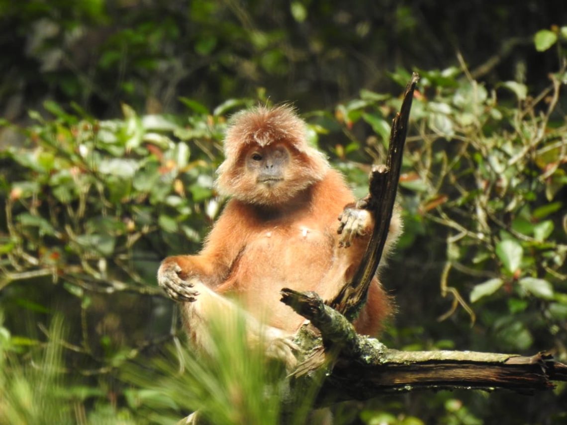 Lutung Jawa