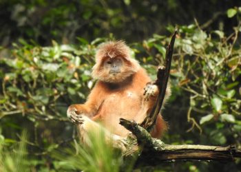 Lutung Jawa