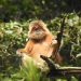 Jumlah Kelompok Lutung Jawa di Lereng Gunung Arjuno Menurun dalam 20 Tahun Terakhir 9 Lutung Jawa