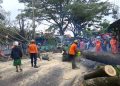 Tertimpa Pohon Trembesi