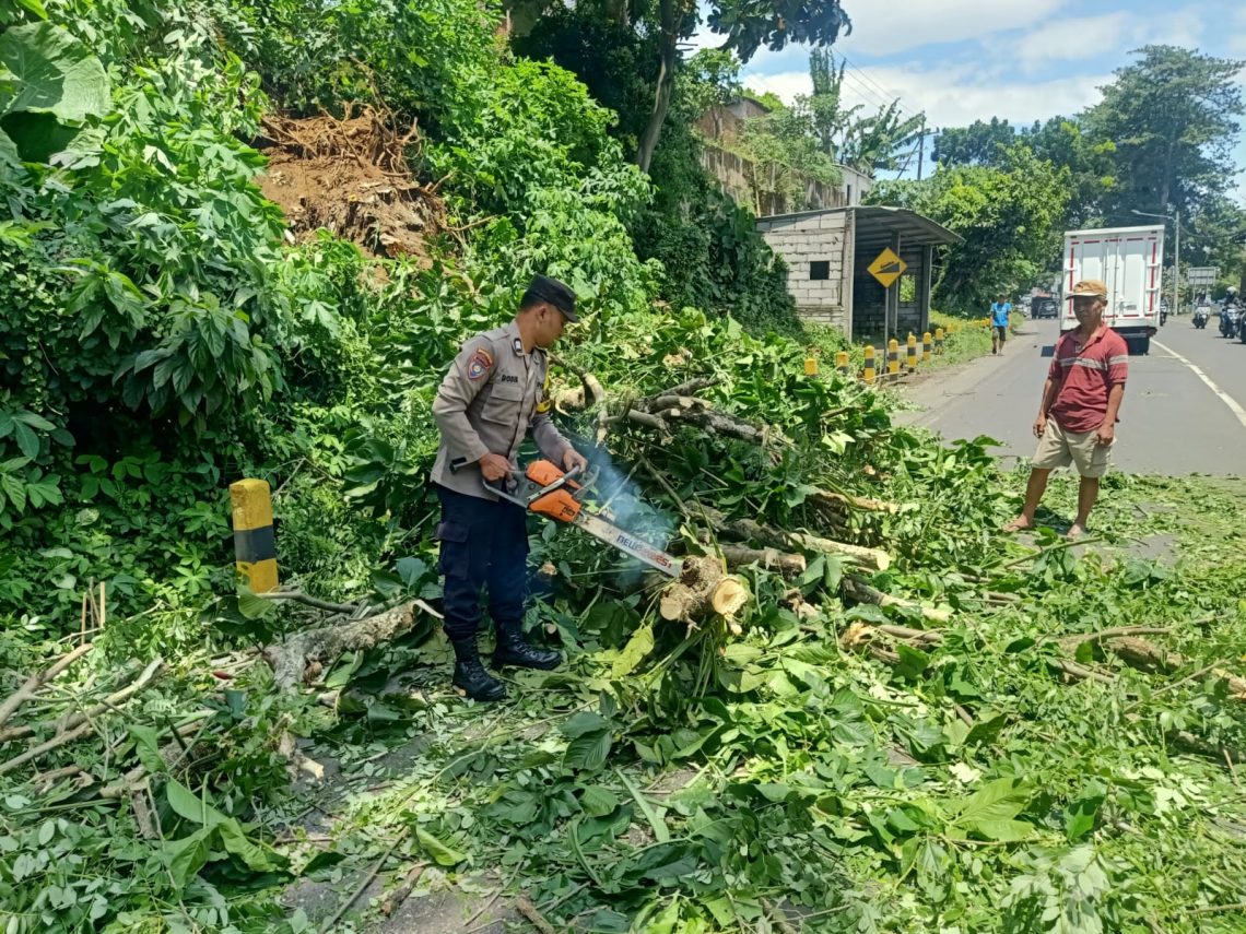Cuaca Ekstrem! Angin Kencang Robohkan Pohon di Donomulyo dan Pakisaji 1 Cuaca Ekstrem