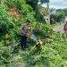 Cuaca Ekstrem! Angin Kencang Robohkan Pohon di Donomulyo dan Pakisaji 9 Cuaca Ekstrem