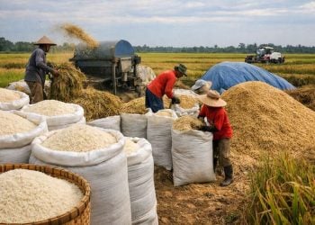 Penuhi hingga 2027, Pasokan Beras di Jember Andalkan Serapan Gabah Petani 2 Pasokan beras di Jember.