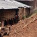 Insiden Longsor di Lawang, Tebing 8 Meter Ambrol Timpa Kandang dan Rumah Warga 8 Longsor di Lawang.
