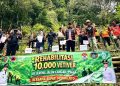 Rumput vetiver.