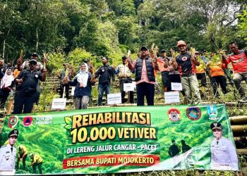 Rumput vetiver.