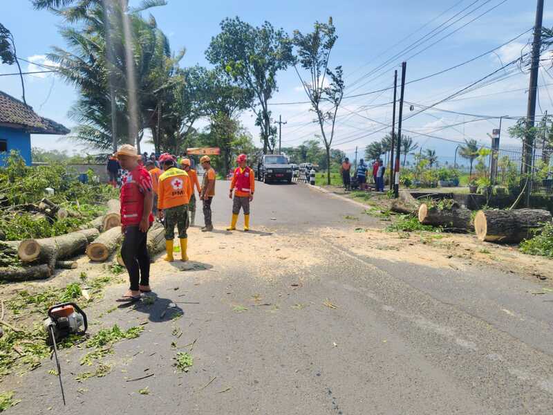 Pohon tumbang Bululawang.