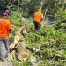 Mobil Tertimpa Pohon Tumbang di Bululawang Malang, Lalin Sempat Terganggu Menuju Wajak 8 Pohon tumbang di Bululawang.