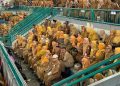 Nakes Jember.