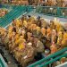 Nakes Jember.