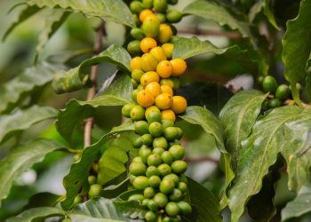 Kopi gunung.