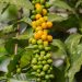 5 Jenis Kopi Gunung di Malang, Kenali Karakternya dan Rasakan Cita Rasa Khas 8 Kopi gunung.