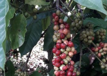 Kopi Jember.