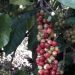 Kopi Jember.