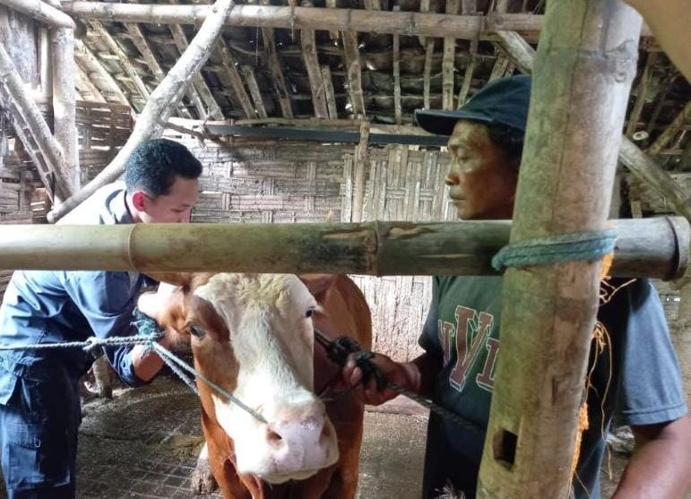 Pasca Disinfektan, Vaksin Cegah PMK di Mojokerto Bakal Disalurkan 1 PMK di Mojokerto.