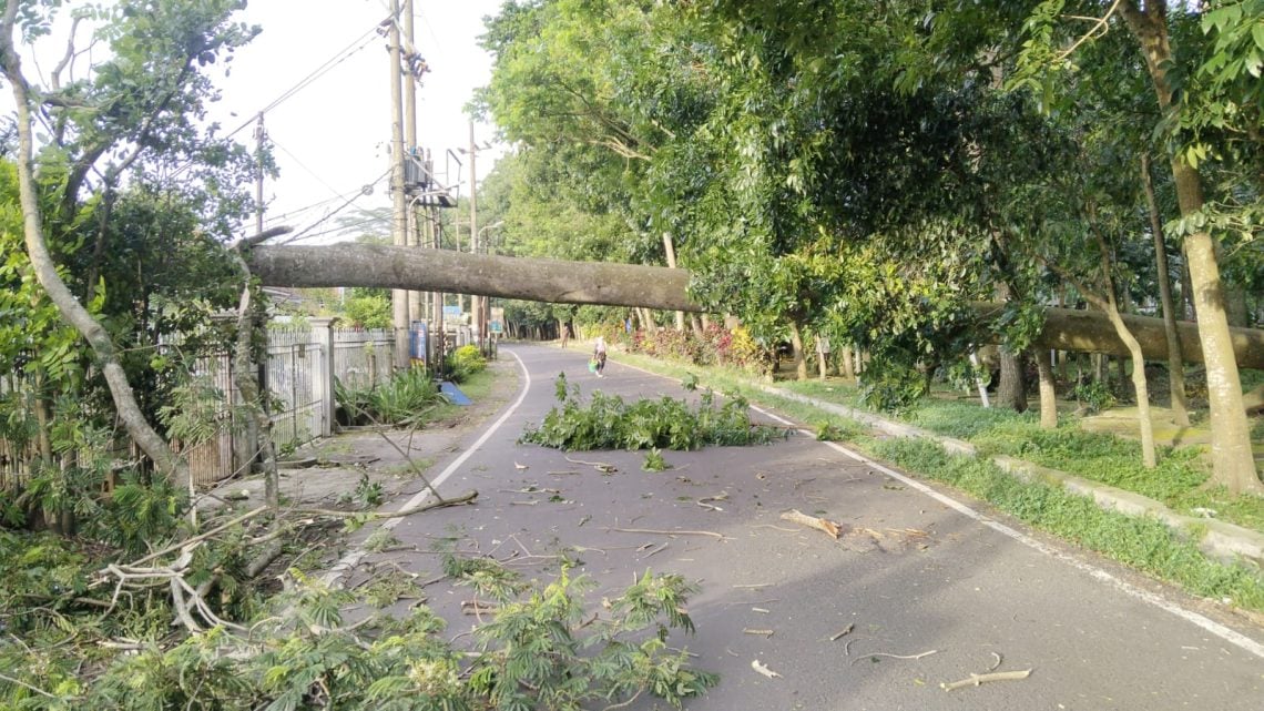 Waspada Angin Kencang! Lima Pohon di Kota Malang Tumbang 1 Pohon tumbang akibat cuaca ektrem angin kencang di Kota Malang (dok. BPBD Kota Malang)