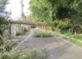 Waspada Angin Kencang! Lima Pohon di Kota Malang Tumbang
