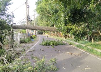 Waspada Angin Kencang! Lima Pohon di Kota Malang Tumbang